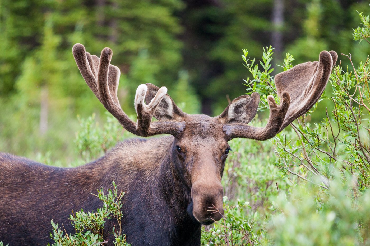 A bull moose in the thick Maine woods